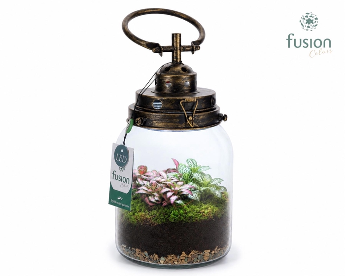 <h4>Glazen LEDlamp met Fittonia</h4>
