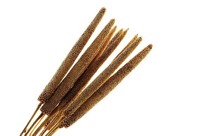 <h4>Babla Gold</h4>