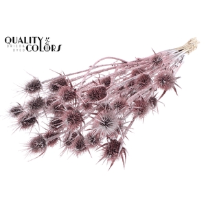 Cardi Distel Natural 10pc/bunch 55cm Champagne + Glitter