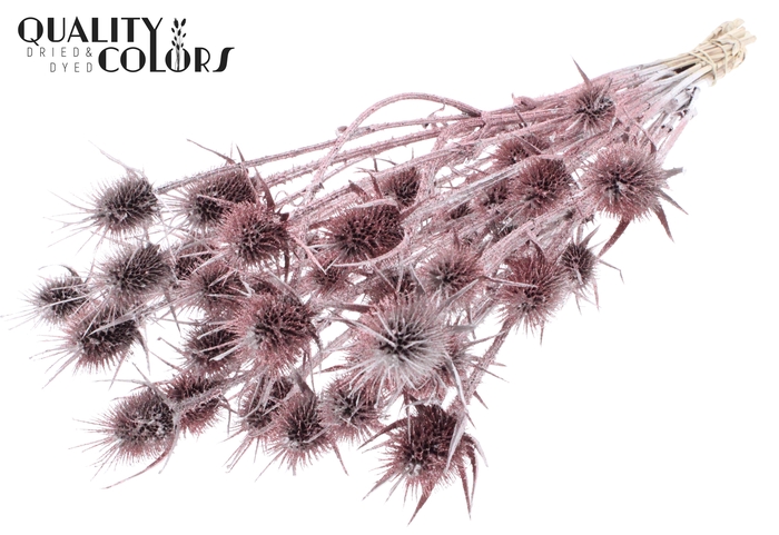 <h4>Cardi Distel Natural 10pc/bunch 55cm Champagne + Glitter</h4>