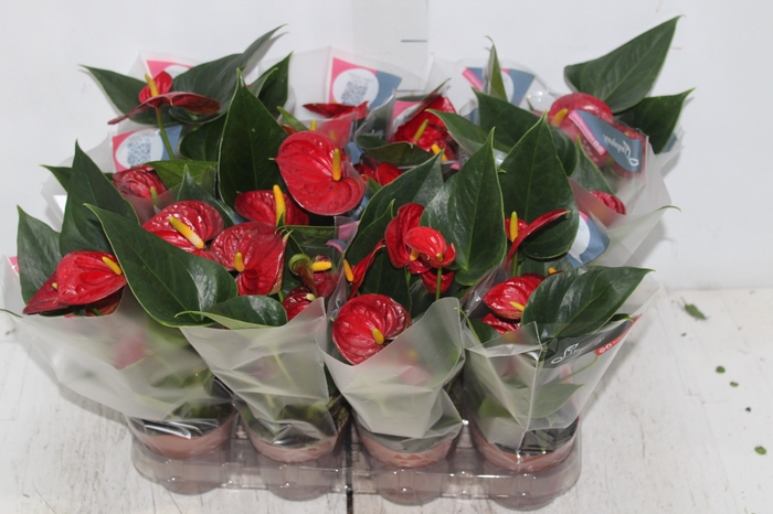 <h4>ANTHURIUM RED SUCCESS P09</h4>