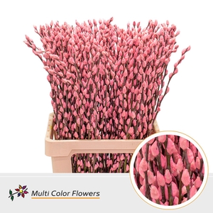 Salix Snowflake Rose Licht