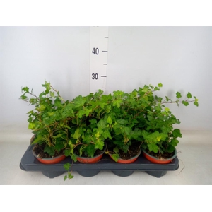 Hedera helix 'Wonder'