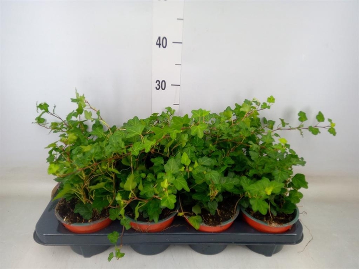 <h4>Hedera helix 'Wonder'</h4>