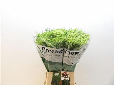 <h4>Ammi Visnaga</h4>