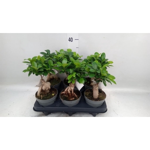 Ficus microcarpa 'Ginseng'