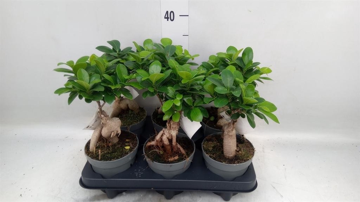 <h4>Ficus microcarpa 'Ginseng'</h4>