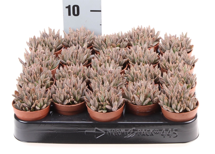 <h4>Kalanchoe NF tubiflora</h4>