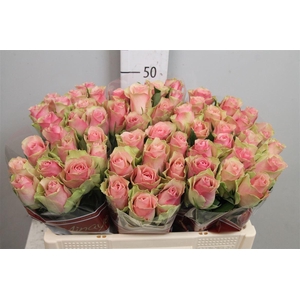 R Gr Belle Rose
