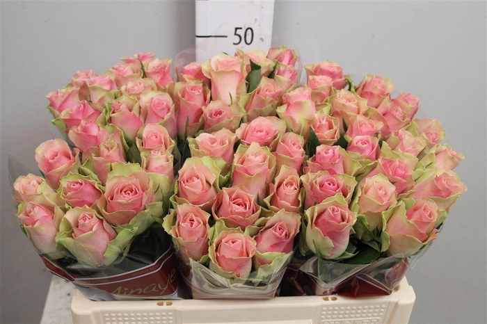 <h4>R Gr Belle Rose</h4>