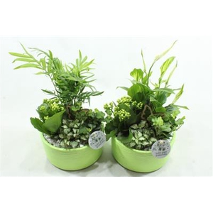 SC03 LOES LIGHT GREEN