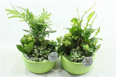 <h4>SC03 LOES GREEN</h4>