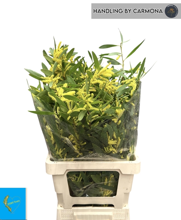 <h4>ACACIA BAILEYA BL BS</h4>