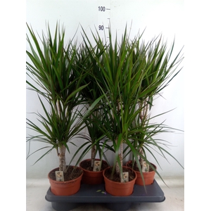 Dracaena marg.