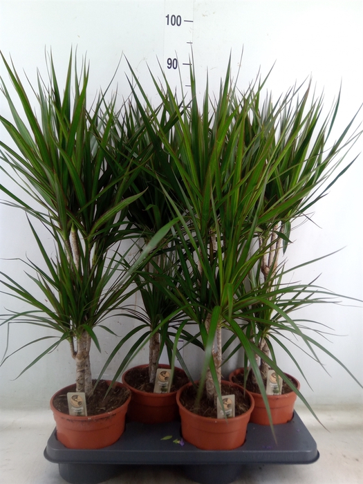 <h4>Dracaena marg.</h4>