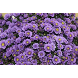 ASTER COMO 040 CM