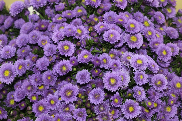 <h4>ASTER COMO 040 CM</h4>