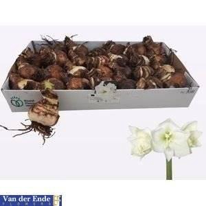 <h4>Bloembol Amaryllis Wit</h4>