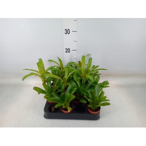 Nidularium  'Fire Ball'