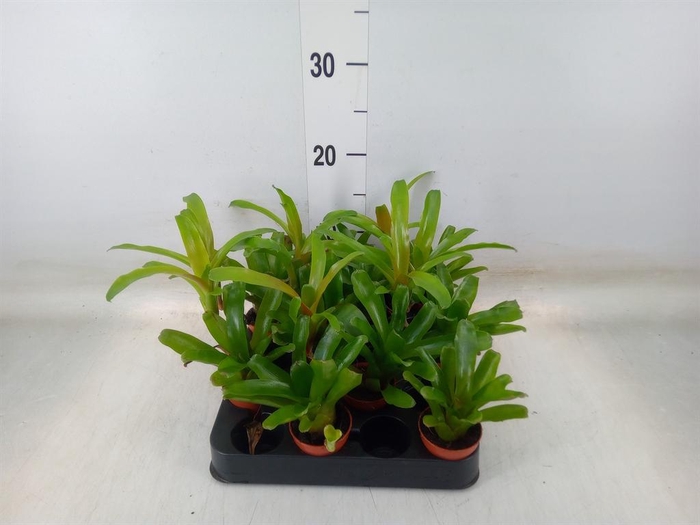 <h4>Nidularium  'Fire Ball'</h4>