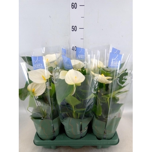 Anthurium  'Karma White'