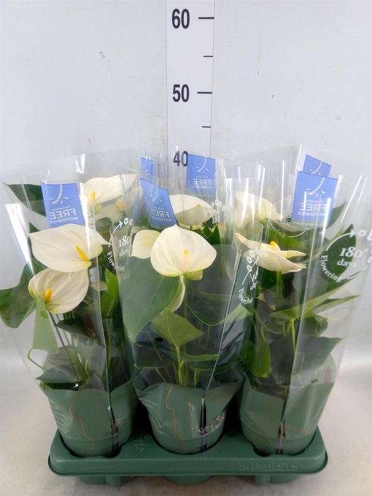 <h4>Anthurium  'Karma White'</h4>