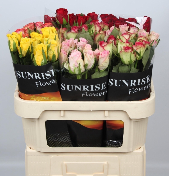 <h4>R GR GEM IN FUST</h4>