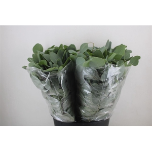 Euca Populus Short 150gr P Bunch