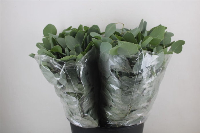 <h4>Euca Populus Short 150gr P Bunch</h4>