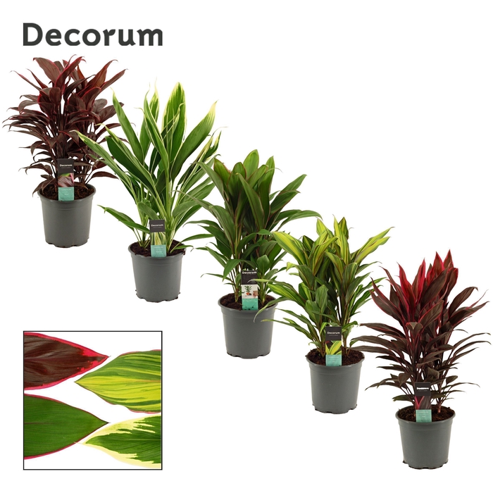 <h4>Cordyline Gemengd Toef 19 cm (Decorum)</h4>