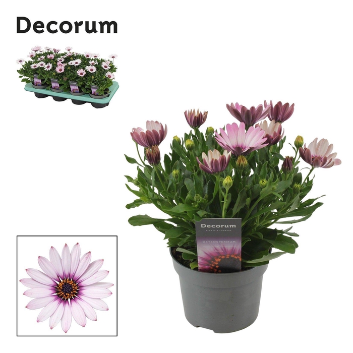 <h4>Osteospermum Quinty Decorum</h4>