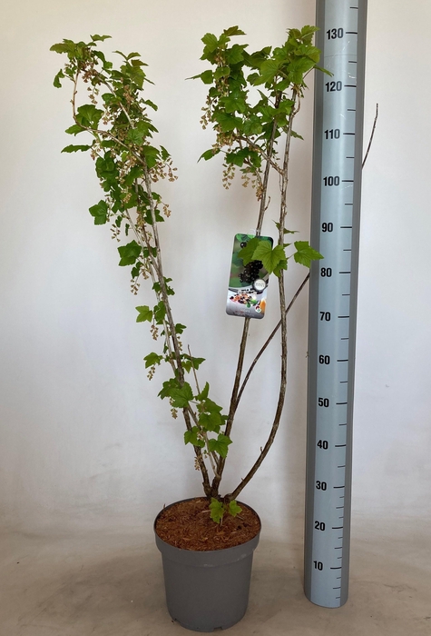 <h4>RIBES NIGRUM</h4>