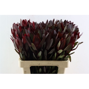 Leucad Safari Sunset 60cm