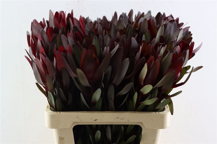 <h4>Leucad Safari Sunset 60cm</h4>