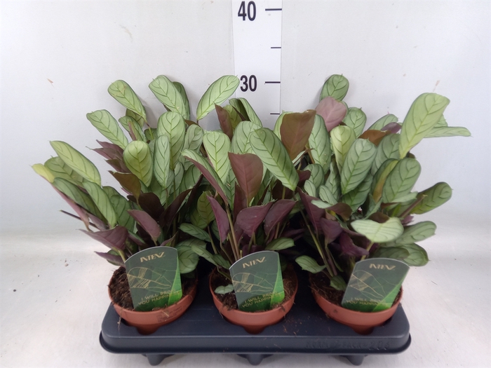 <h4>Ctenanthe burle-marxii 'Amagris'</h4>