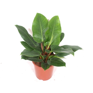 Philodendron Imperial Green