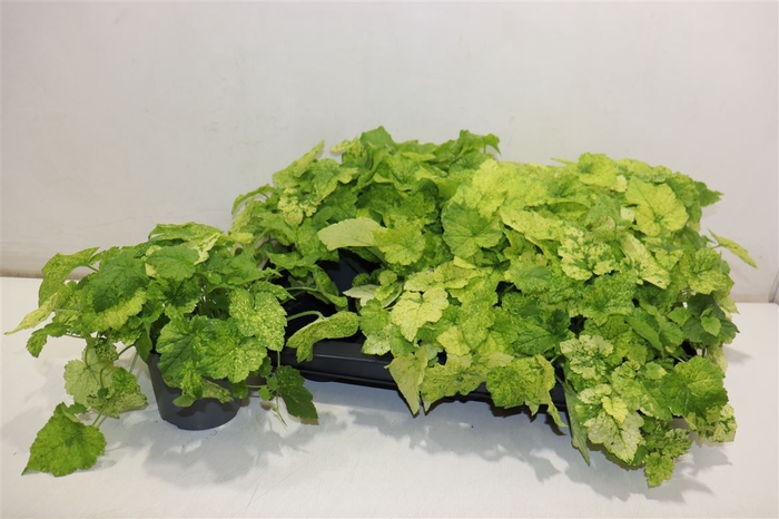 <h4>Tolmiea M Variegata</h4>