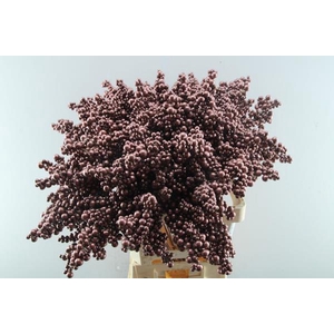 Peper Bes Op Stok Bordaux