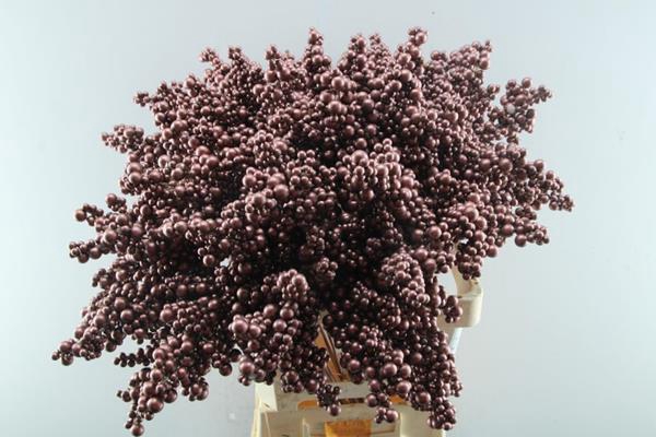 <h4>Peper Bes Op Stok Bordaux</h4>