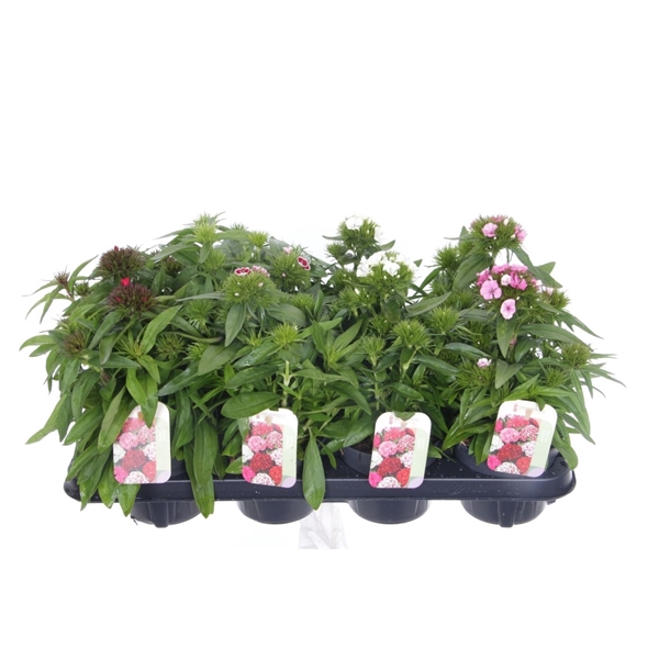 <h4>Dianthus barb. Barbarini mix</h4>
