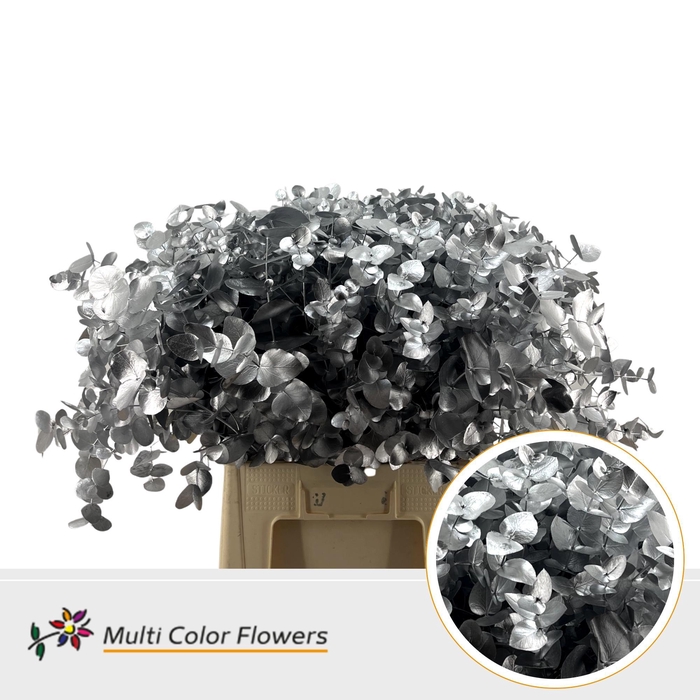 <h4>Eucalyptus Cinerea Zilver</h4>