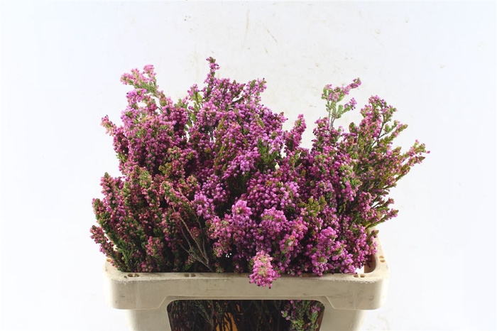 <h4>Kaaps Erica Pink</h4>