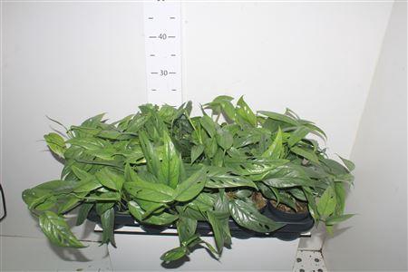 <h4>Epipr Cebu Blue</h4>