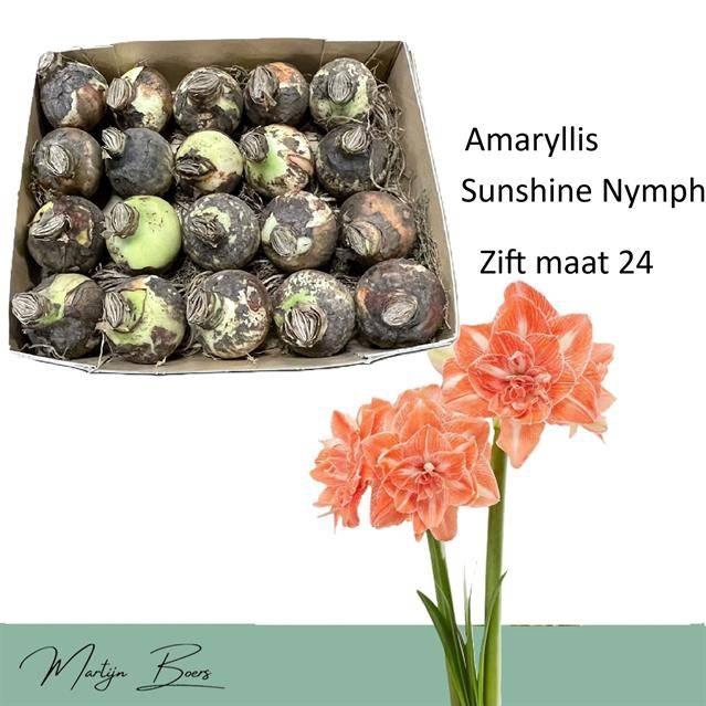 <h4>HIPP BULB SUNSHINE NYMPH 24</h4>