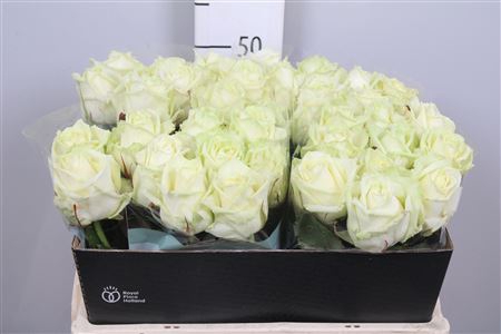 <h4>R Gr White Naomi!</h4>