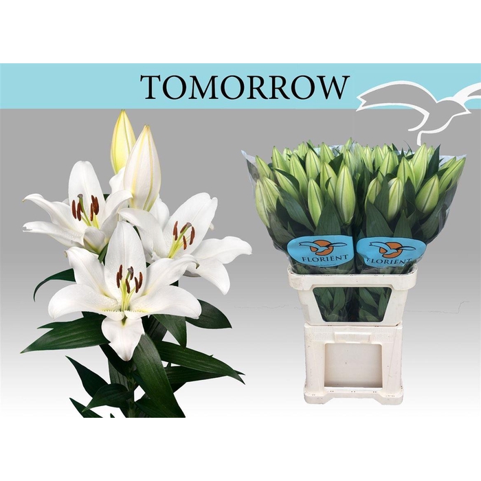 <h4>Li Ot Tomorrow</h4>