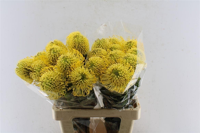 <h4>Leuco Co High Gold</h4>