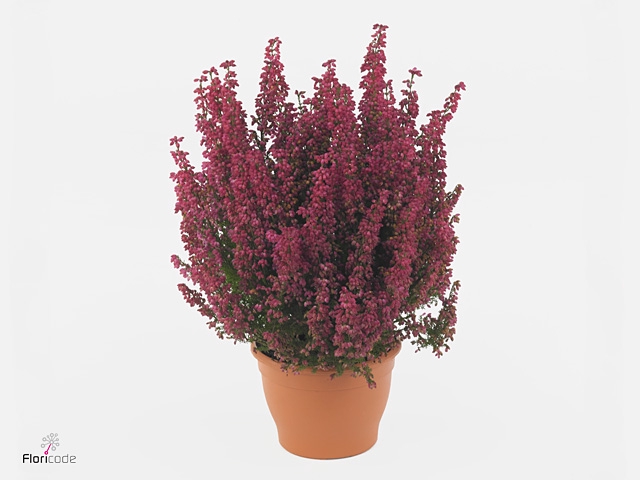 Erica gracilis 'African Wonder'