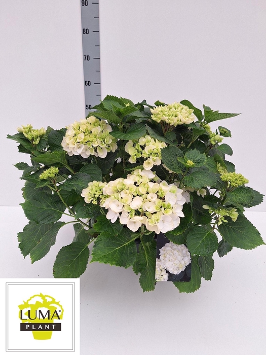 <h4>HYDR M CRYSTAL PALAC</h4>