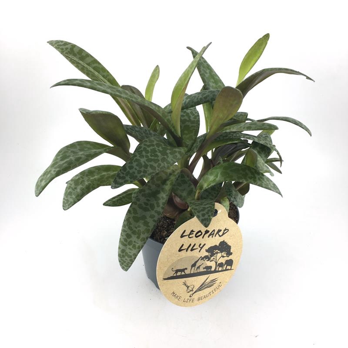 <h4>LEDEBOURIA SOCIALIS P12 LEOPARD LILY</h4>